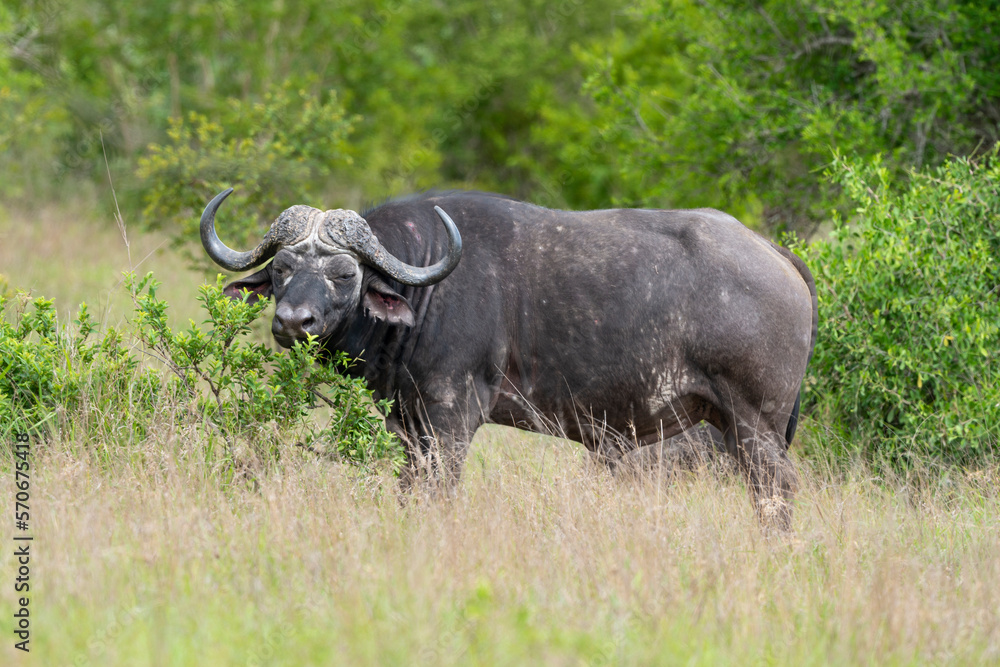 Buffle d'Afrique, Syncerus caffer, Parc national Kruger, Afrique du Sud Buffle d'Afrique, Syncerus caffer, Parc national Kruger, Afrique du Sud