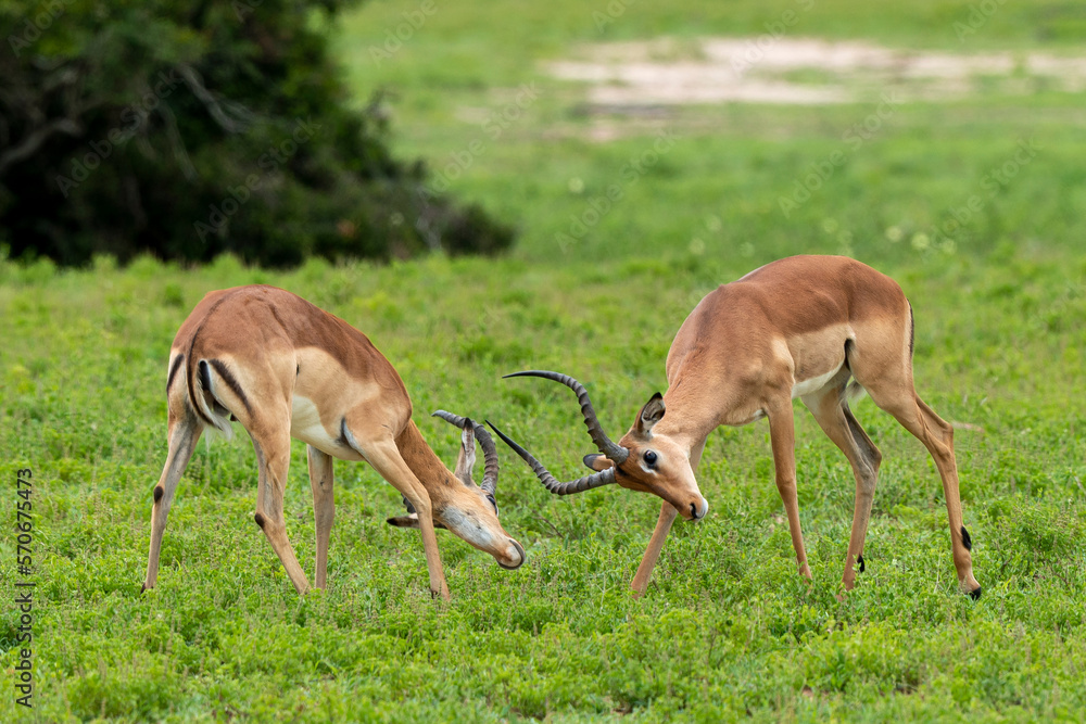 Impala, male, Aepyceros melampus Impala, male, Aepyceros melampus