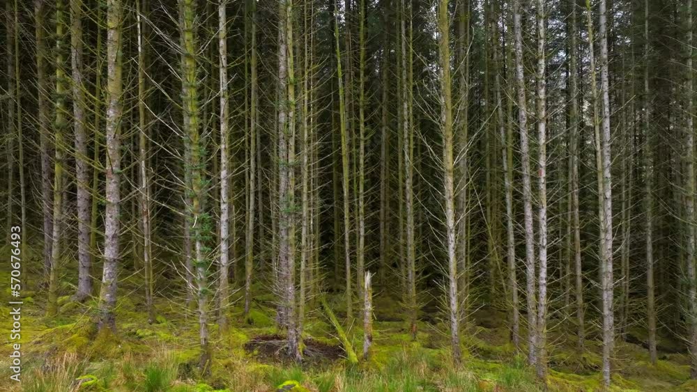 Edge of a Plantation Woodland Managed Forest Edge of a Plantation Woodland Managed Forest