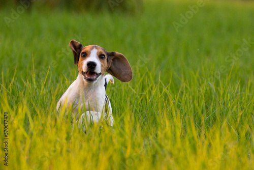 puppy running in the grass