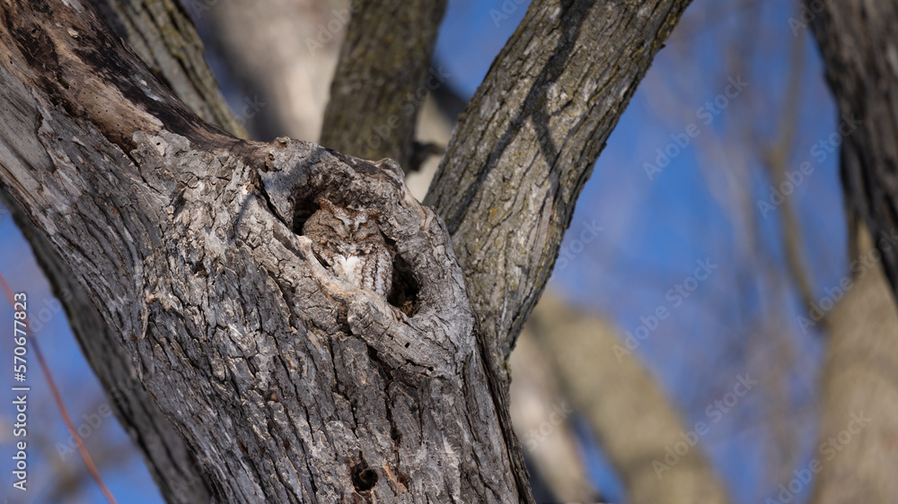 Petit duc dans trou d'arbre, bird in a hole Petit duc dans trou d'arbre, bird in a hole