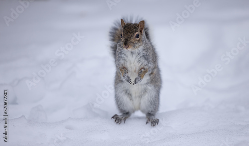 Écureuil debout dans la neige