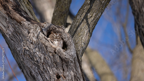 Petit duc dans trou d'arbre, bird in a hole photo