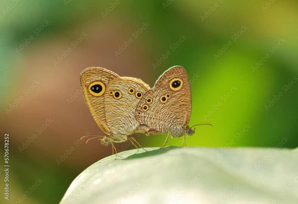 butterfly butterfly