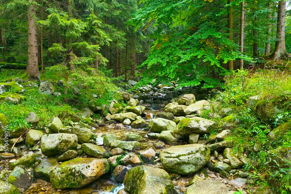 Fototapeta premium A small river flows through the rocks in the forest. Mountain river.