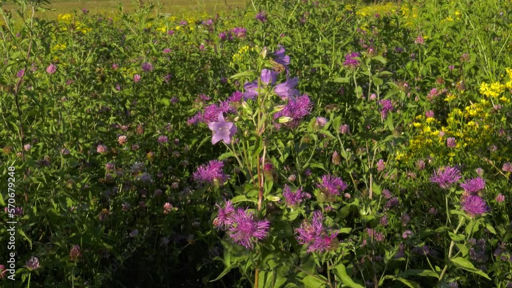 Southern Urals, blooming brown knapweed (Centaurea jacea) in the meadow.