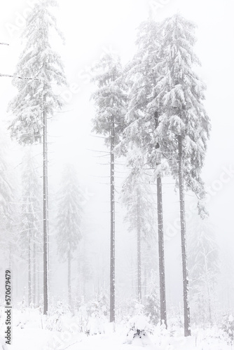 Pine trees Winter scenery with foggy background