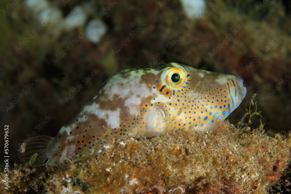 Beautiful small fish, resting on the seaweed, with beautiful coloured spots on its body, in its marine habitat at the bottom of the sea. Beautiful small fish, resting on the seaweed, with beautiful coloured spots on its body, in its marine habitat at the bottom of the sea.