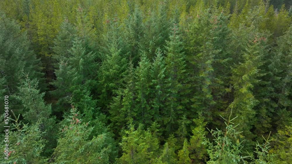 Plantation Woodland and Managed Forest in Scotland Plantation Woodland and Managed Forest in Scotland