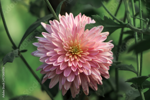 Beautiful pink chrysanthemum flower close-up
