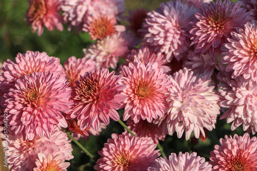 A close up photo of a bunch of dark pink chrysanthemum flowers with yellow centers and white tips on their petals. A close up photo of a bunch of dark pink chrysanthemum flowers with yellow centers and white tips on their petals.