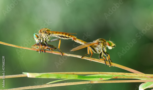 Robber fly. Asilidae