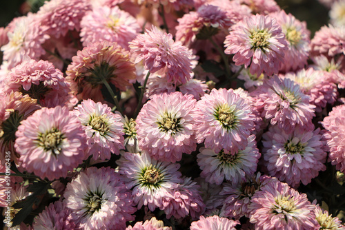 Chrysanthemum flowers close up. Pink Chrysanthemums. Floral background of autumn purple chrysanthemums.