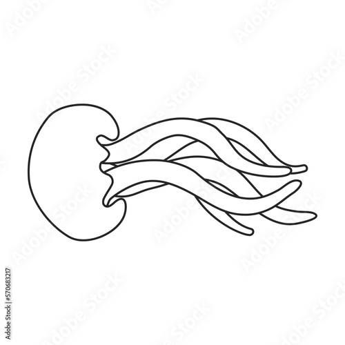 Jellyfish vector icon.Outline vector icon isolated on white background jellyfish.