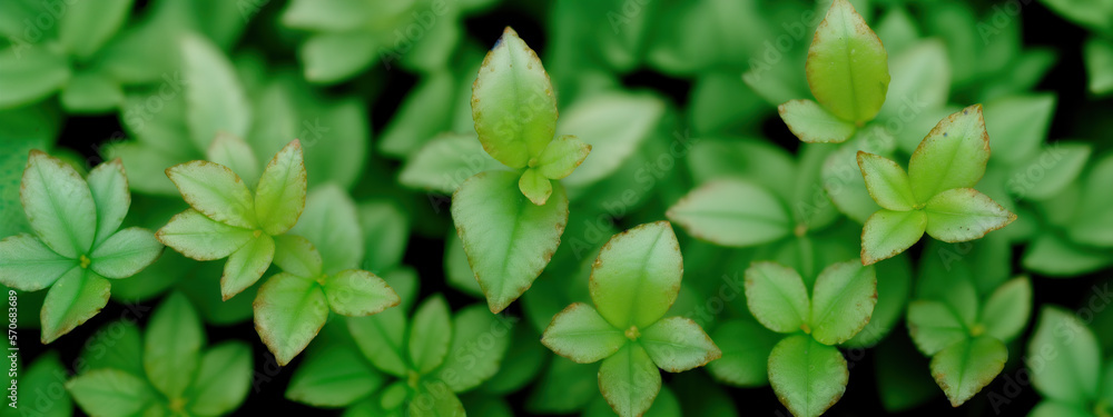 Minimalist Foliage Abstract Generative AI Abstract Plant Wide Banner Background Generative AI Photo Minimalist Foliage Abstract Generative AI Abstract Plant Wide Banner Background Generative AI Photo