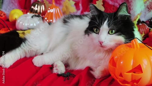 Portrait of a black and white cat lying next to pumpkins, cobwebs and Halloween decorations.