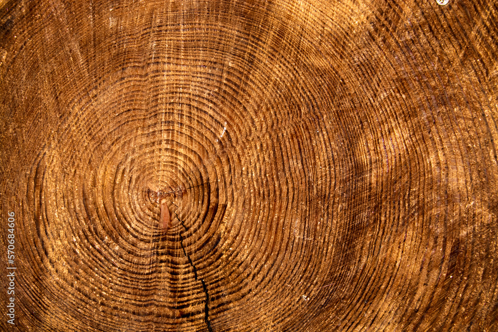 Wood cut with annual rings as a background Wood cut with annual rings as a background