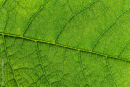 Texture of a green leaf as a background
