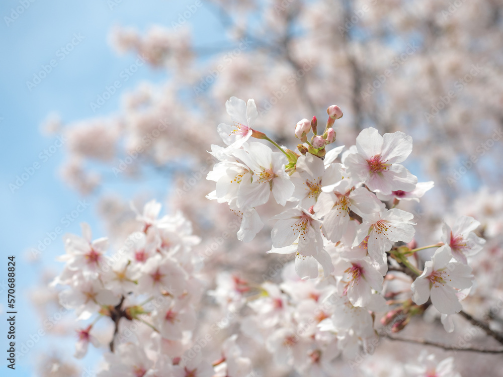桜 桜