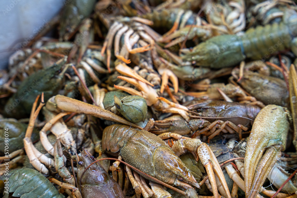 Fresh Crayfish at the Fish Market Fresh Crayfish at the Fish Market
