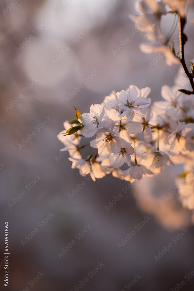 beautiful vertical spring wallpaper for smartphone, twig of blossoming sakura tree. minimalism, bokeh, blurred background. symbol of spring and new life. almond blossom