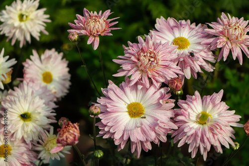 Background of pink chrysanthemum flower