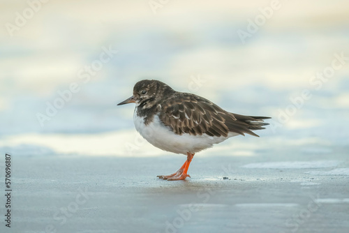 turnstone, arenaria interpres, on the beach in the winter in the uk
