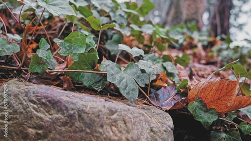 Green Creeping Ivy Leaves Covering Stone Spreading Across Ground Forming Dense Patches