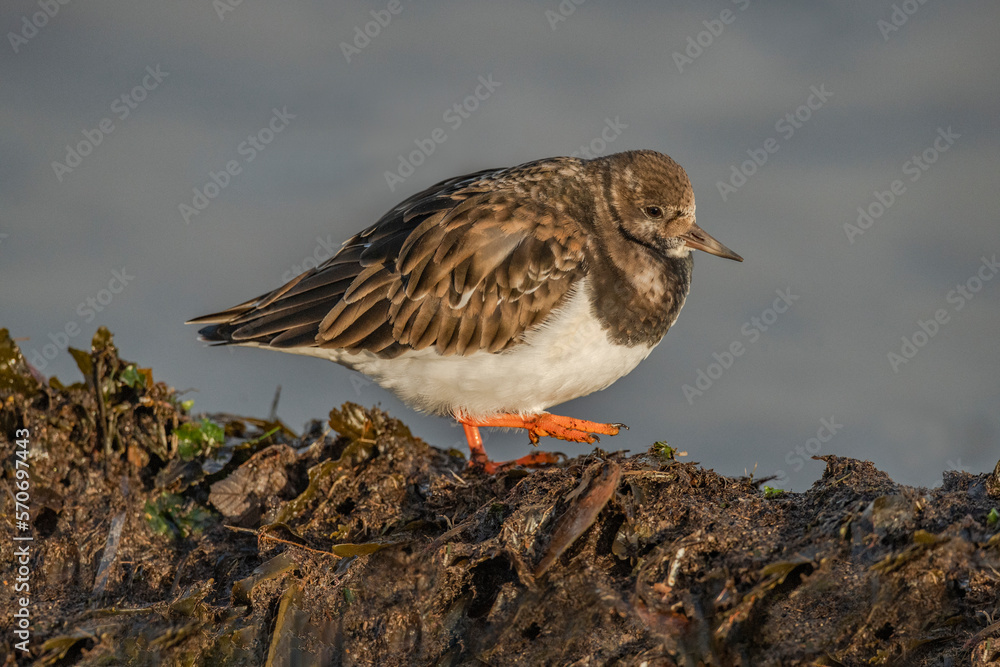 turnstone, arenaria interpres, standing on the beach in the winter in the uk turnstone, arenaria interpres, standing on the beach in the winter in the uk