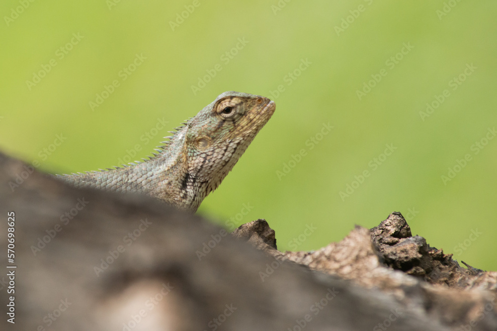 un lézard tropical de profil et en gros plan un lézard tropical de profil et en gros plan