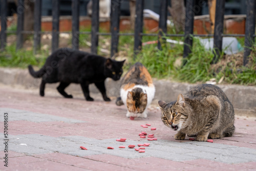 Stray Cats Eating Feed On The Street Istanbul © Erman Gunes