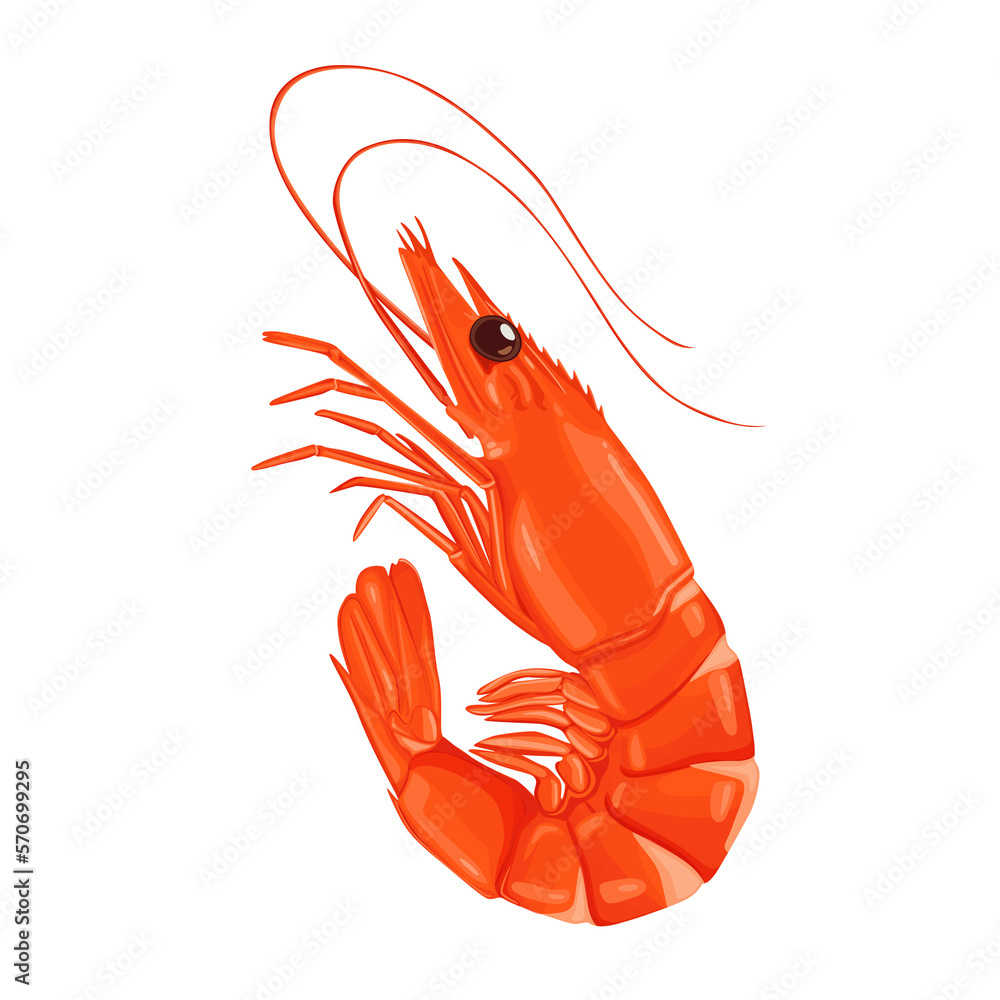 Shrimp icon. Boiled Prawn in shell on a white background. Realistic ...