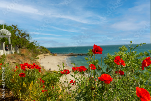 Blooming wild poppies on a cliff overlooking the beach. Odessa. Ukraine.