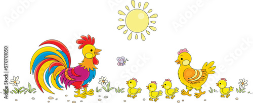 Funny chicken family of a cute hen, a colorful rooster and a merry brood of yellow small chicks walking among flowers and watching a fluttering butterfly on a sunny summer day, vector cartoon