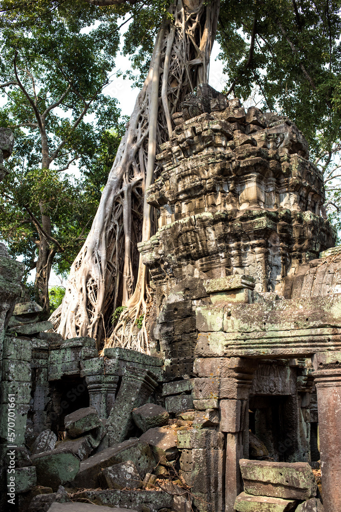 Tree Roots at Angkor Wat
