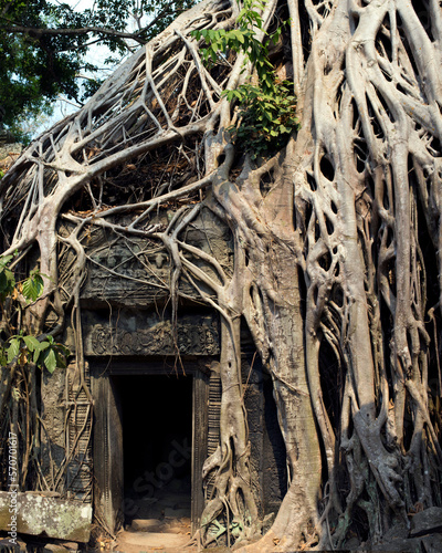 Tree Roots at Angkor Wat (ID: 570701617)
