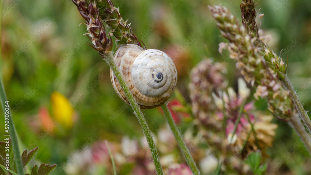 escargot dans sa coquille entre des plantes escargot dans sa coquille entre des plantes