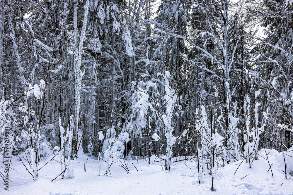 Fototapeta premium GeissKopf im Bayerischen Wald
