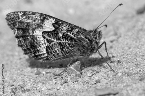 Black and white image of a Grayling Butterfly Hipparchia semele photo