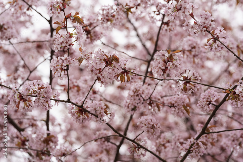 Spring cherry blossom background closeup