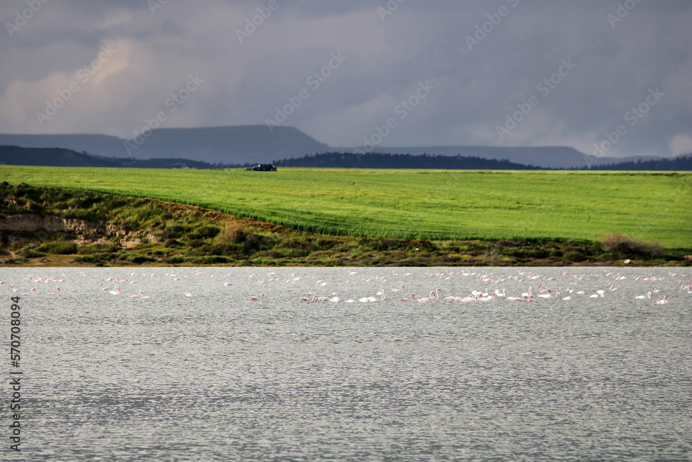 Salt lake and flamingos in Larnaca, Cyprus