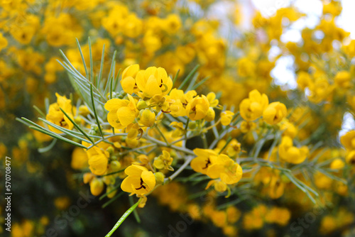 Beautiful yellow blooming flowers in Larnanca  Cyprus