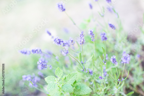 lavender flowers close-up summer time