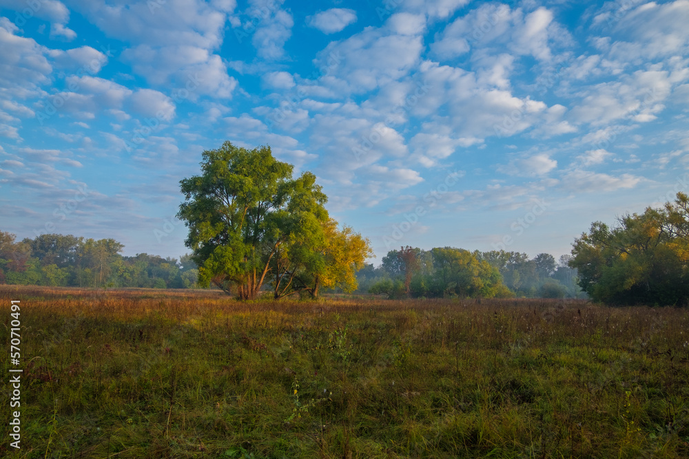 Fototapeta premium autumn landscape with trees and clouds