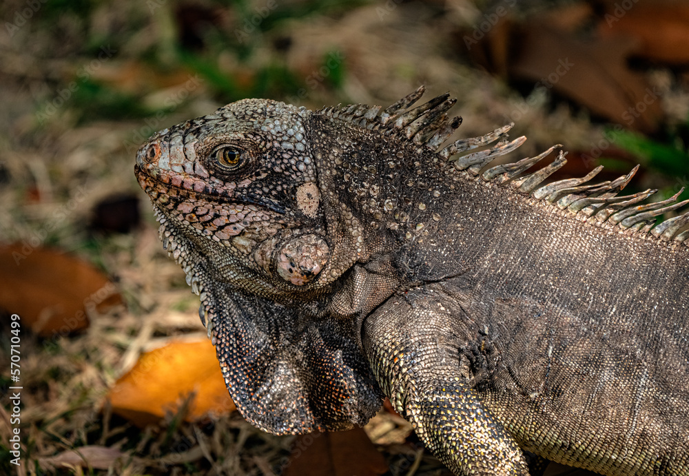 Animal themes: Iguana on the grass. Animal themes: Iguana on the grass.