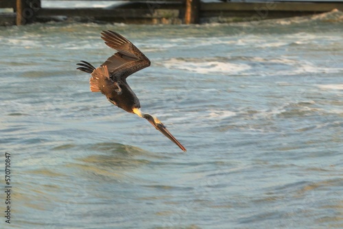 Brown Pelican diving into the ocean in Mexico