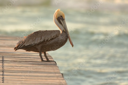 Brown Pelican standing on the edge of a pier