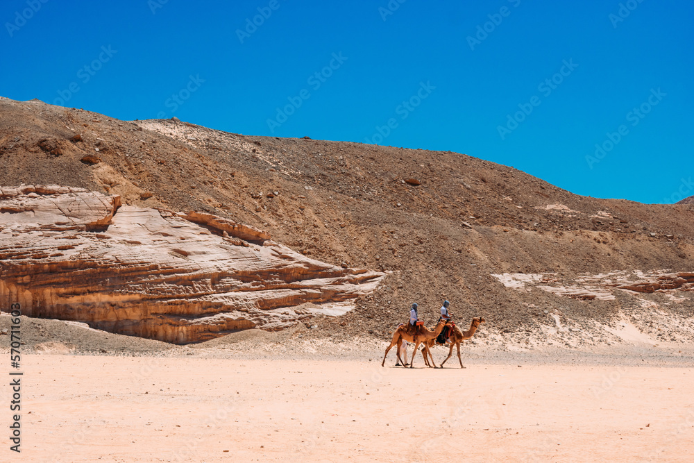 tourists riding camels in a egypt desert tourists riding camels in a egypt desert