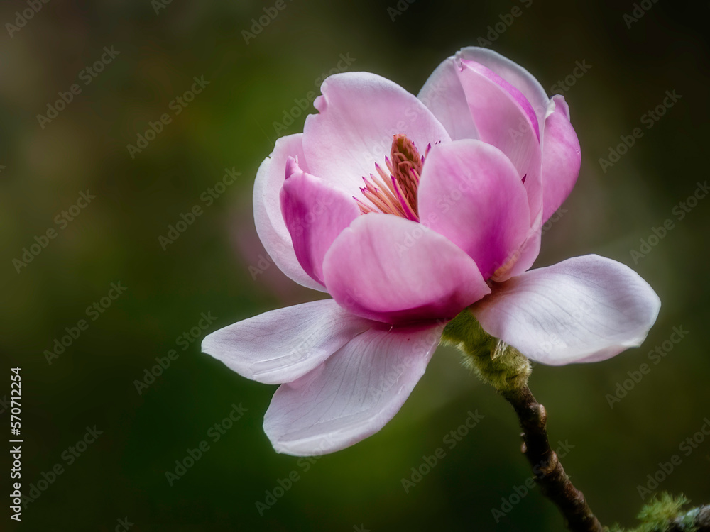 Magnolia flower isolated on a dark background, spring flower, blooming trees Magnolia flower isolated on a dark background, spring flower, blooming trees