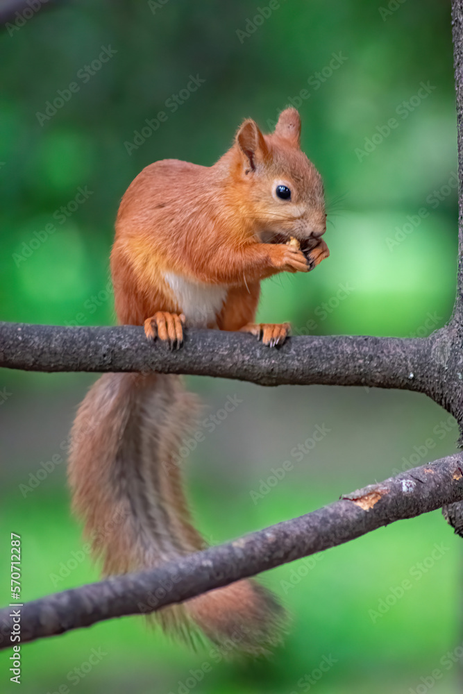 squirrel on a tree squirrel on a tree